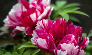 立夏的时候什么花开（立夏有什么花开）