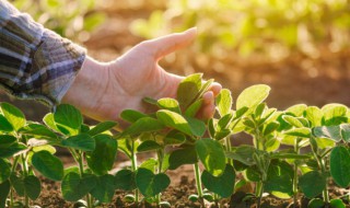 北京立夏节气种什么绿叶菜(立夏时节有哪些花草植物)