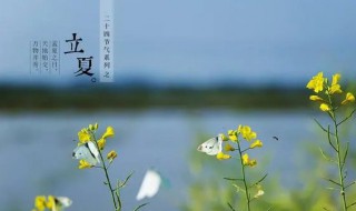 北方立夏能种什么菜（北方立冬后能种什么菜）