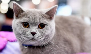 猫咪只吃罐头不吃猫粮怎么办（猫吃猫罐头不吃猫粮怎么办）