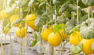 立夏还可以种甜瓜吗（立夏还能种南瓜吗）