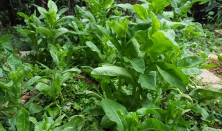 广东立夏种什么蔬菜 广东夏天种什么蔬菜