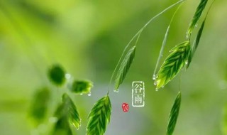 谷雨芒种立夏的顺序(芒种雨水春分立夏处暑白露按顺序排列)