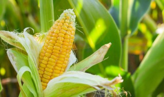 春地立夏了可以种玉米吗（立秋能不能种玉米）