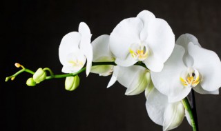 立夏北方能种植兰花吗 北方可以种植兰花吗