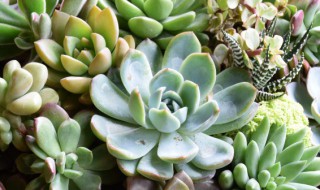 多肉徒长后怎么处理 淡雪多肉徒长后怎么处理