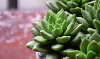 多肉招小飞虫怎么办（多肉招小飞虫子了怎么办）