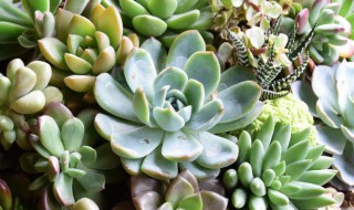 多肉开花后怎么处理（多肉开完花后怎么处理）