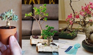 多肉木质化怎么办(多肉木质化什么意思)