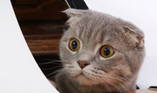 幼猫一个月吃多少斤猫粮（幼猫一个月要吃多少斤猫粮）