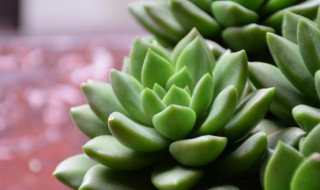 多肉根部腐烂怎么办（多肉根茎腐烂怎么办）