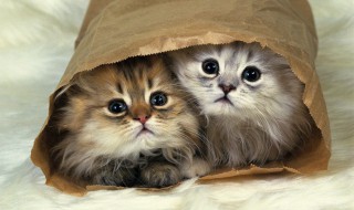 猫咪多大可以吃猫饭 猫能吃多少饭