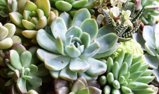 多肉晒太阳变软怎么办 为什么多肉晒太阳就软了