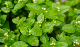 茉莉花什么时候换盆 盆栽茉莉花什么时候换盆