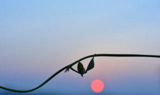 江西的庐山三清山武功山哪个更美（武功山三清山明月山庐山哪个更好玩）