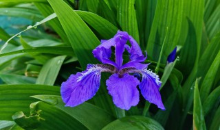 鸢尾什么季节开花（鸢尾花什么季节开花）