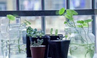 如何让水培植物快速生根啊（什么水可以让植物快速生根）