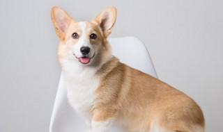 成对的宠物狗狗情侣名字 关于狗狗的情侣名