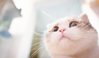 猫可以换猫粮吃吗（猫粮能换吗）