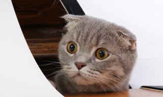 猫光吃猫粮可以吗 猫光吃猫粮会不会营养不够