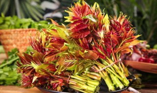 香椿的种植时间以及管理方法 香椿苗的种植方法和时间