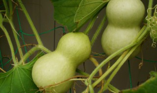 西葫芦炒木耳怎么做好吃 西葫芦炒木耳怎么做好吃窍门