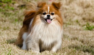 家里养狗狗有味道怎么办（养狗的家里有狗的味道怎么办）