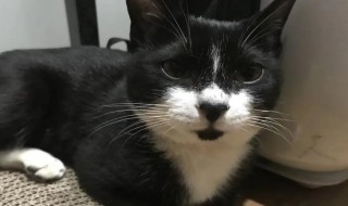 如何防止黑猫长白毛（为什么黑猫的毛会变白）