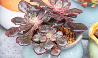 粉玫瑰多肉怎么养（白玫瑰多肉怎么养）