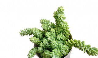 多肉玉坠怎么繁殖（多肉玉坠怎么繁殖方法）