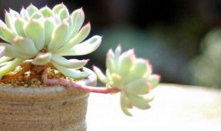 多肉怎么生根 没根的多肉怎么生根