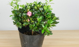 杜鹃小苗养几年能开花（高山杜鹃小苗几年能开花）