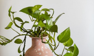 绿萝每天要浇水吗 绿萝可以每天浇水吗?