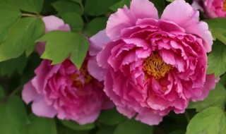 芍药和牡丹的花期一样吗（牡丹和芍药开花的时间一样吗）