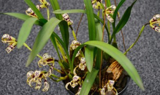 家里养花养什么比较好（家里适合好养的花养什么花）