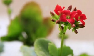 长寿花冬天怎么浇水（长寿花冬天怎么浇水?）