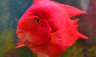 红鹦鹉鱼怎么养(红鹦鹉鱼怎么养才红)