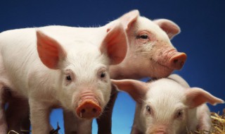 青储玉米秸秆怎样喂猪 青贮玉米秸秆喂猪技术