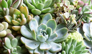 多肉开花怎么处理（多肉开花如何处理）