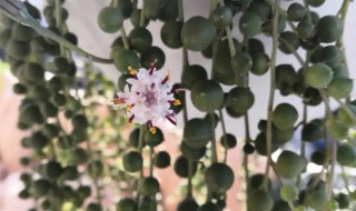 佛珠多肉烂了怎么办（佛珠多肉根干了怎么办）