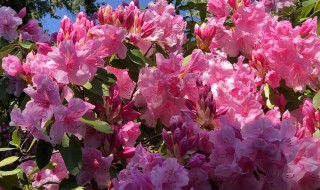 杜鹃花有什么功效与作用（杜鹃花的功效是什么）