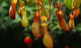 猪笼草怎么分株（猪笼草怎么栽培）