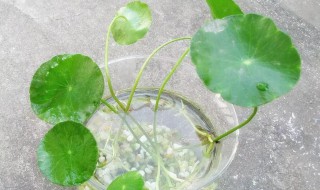 铜钱草种子可以直接水培吗（铜钱草种子能直接泡水里面水培吗）