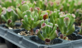 多肉吸财树怎么养（多肉吸财树怎么养殖才好?教你3招,保证肉多枝叶大!）