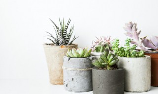 多肉长高了怎么办（多肉植物长高了怎么处理方法）