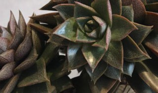 多肉长得太高怎么办（多肉植物长得太高了怎么办）