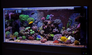 红鹦鹉能和什么鱼一起混养（红鹦鹉可以和什么鱼混养）