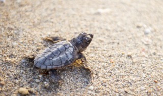 甲鱼在家里怎么养才不死 甲鱼养不活怎么回事