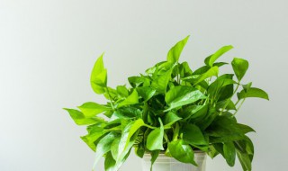 绿萝几天不浇水会死 绿萝多少天不浇水会死