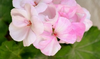 天竺葵几天浇一次水（刚扦插的天竺葵几天浇一次水）